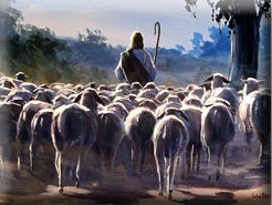 Leading a flock of sheep