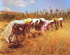 Female Farmers at work