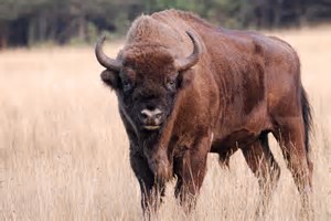 The Bison official mascot of the USA