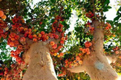 fig Tree