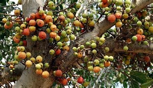 fig Tree