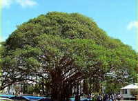 fig Tree