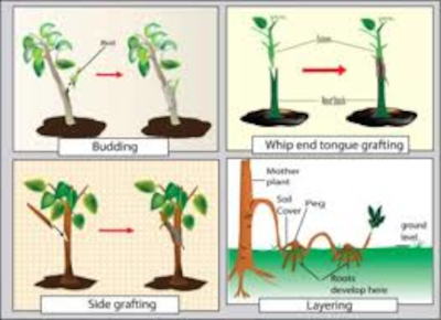 Graphic illustration of Grafting