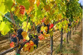A Vine Yard
