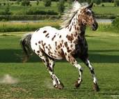 Dappled Horses