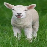 A Lamb