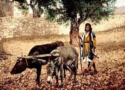 A Male Farmer In Ancient Yashar'el