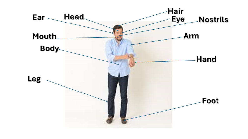 Male features