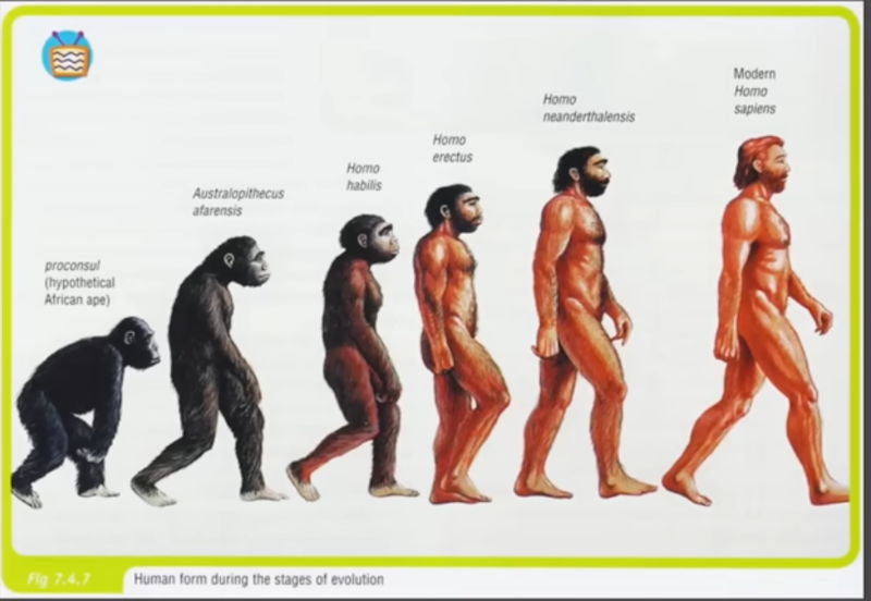 The claimed progression from Apes to Humans