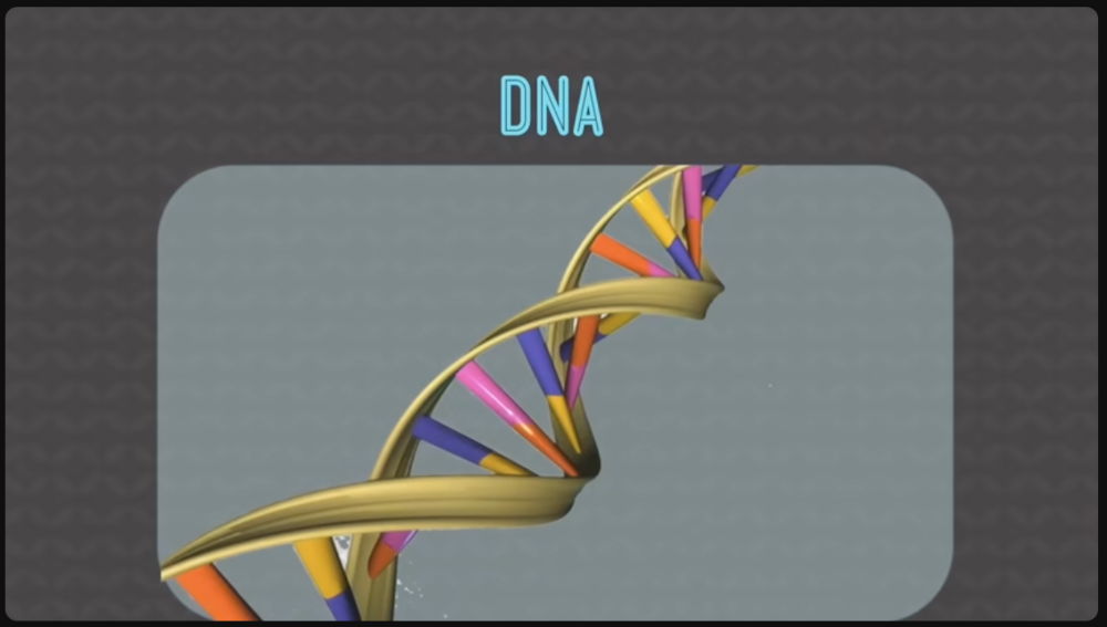 Human DNA