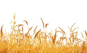Ripe Barley