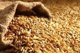 Grain