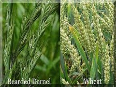 Wheat and Tares
